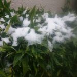 何と雪が　　　２４日